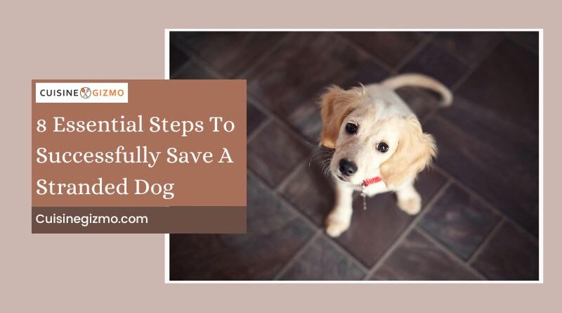 8 Essential Steps to Successfully Save a Stranded Dog