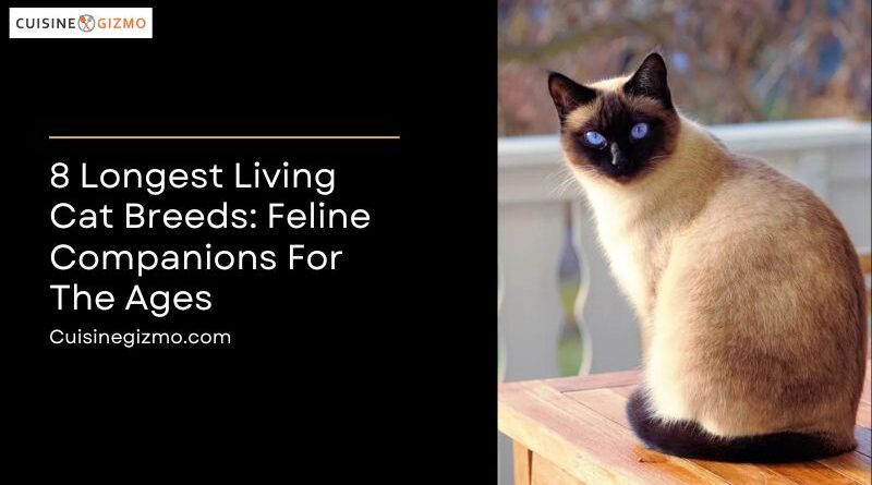 8 Longest Living Cat Breeds: Feline Companions for the Ages