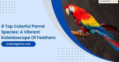 8 Top Colorful Parrot Species: A Vibrant Kaleidoscope of Feathers
