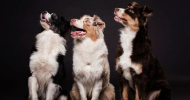 9 Smartest Dog Breeds Canine Intelligence Unleashed