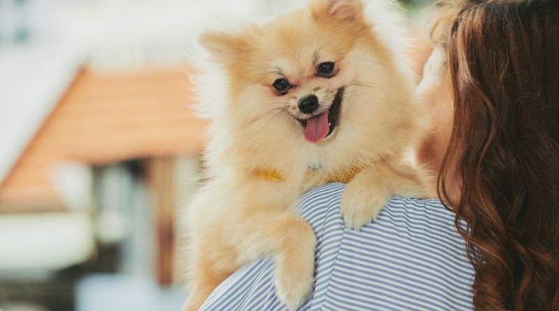 9 Spitz Dog Breeds That Love to Chill Embracing the Cold