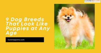 9 Dog Breeds That Look Like Puppies at Any Age