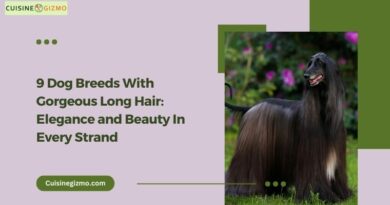 9 Dog Breeds With Gorgeous Long Hair: Elegance and Beauty in Every Strand