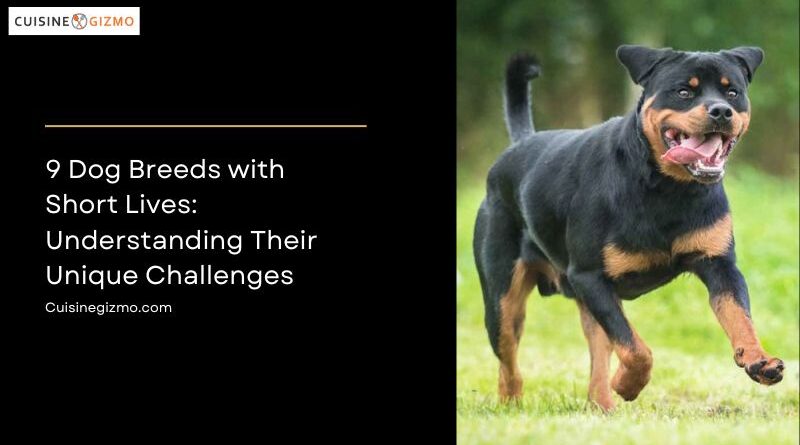 9 Dog Breeds with Short Lives: Understanding Their Unique Challenges