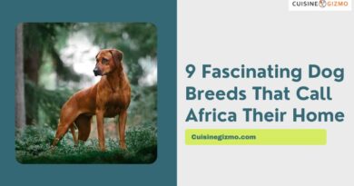 9 Fascinating Dog Breeds That Call Africa Their Home