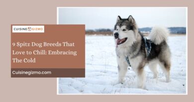 9 Spitz Dog Breeds That Love to Chill: Embracing the Cold