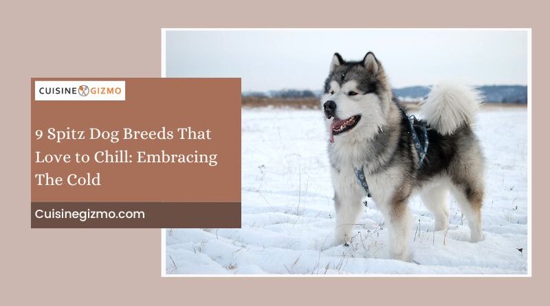 9 Spitz Dog Breeds That Love to Chill: Embracing the Cold