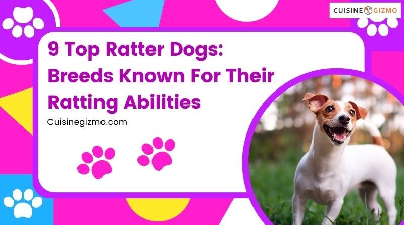 9 Top Ratter Dogs: Breeds Known For Their Ratting Abilities