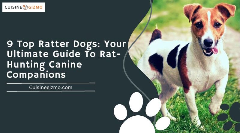 9 Top Ratter Dogs: Your Ultimate Guide To Rat-Hunting Canine Companions