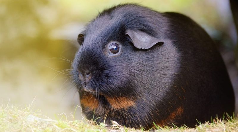 Can Guinea Pigs Eat Radishes Understanding the Benefits and Considerations
