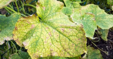 Common Problems with Cucumber Plants