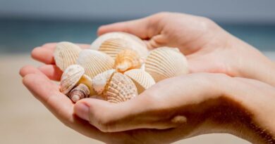 Discovering the World’s Rarest Seashells Treasures of the Ocean