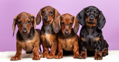 Dog Breeds That Look Like Puppies at Any Age
