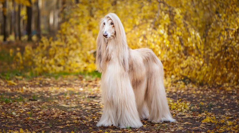 Dog Breeds With Gorgeous Long Hair