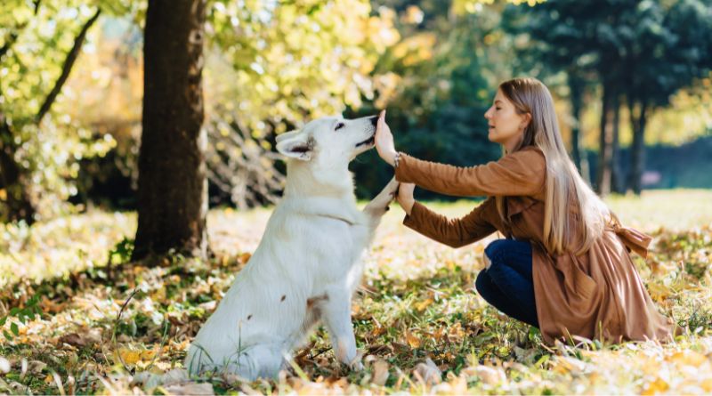 Engaging Activities to Enjoy with Your Dog Park