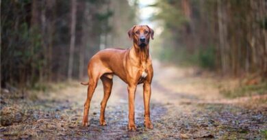 Fascinating Dog Breeds That Call Africa Their Home