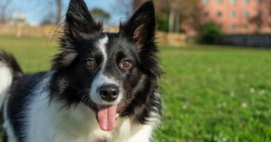 Finding the Perfect Name for Your Border Collie Pup