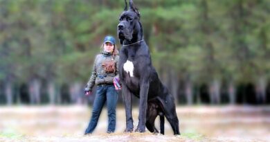 Giant Dog Breeds That Make Great Pets