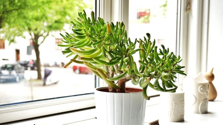 Money-Attracting Plants for Your Home and Office