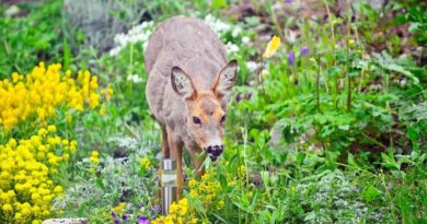 Plants That Keep Deer Out of Your Yard
