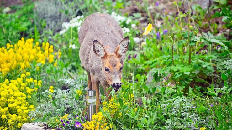 Plants That Keep Deer Out of Your Yard