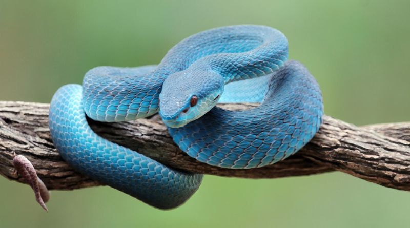 Signs Of Snakes Around Your House