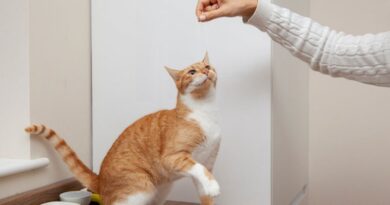 Teaching A Stubborn Cat 10 Tips For Successful Litter Box Training