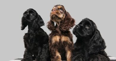 The 10 Most Popular Dog Breeds in the US
