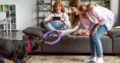 Top 7 Tips for Choosing the Right Dog Toy (1)
