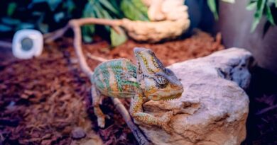 Unsuitable Exotic Pets 8 Examples You Should Know About