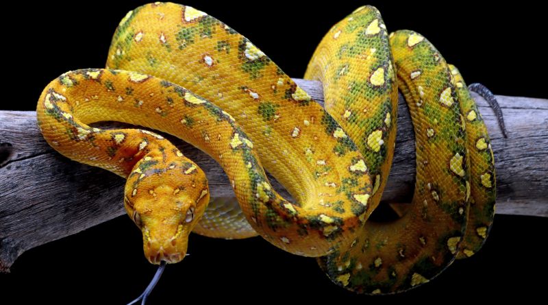 World’s Most Beautiful Snakes