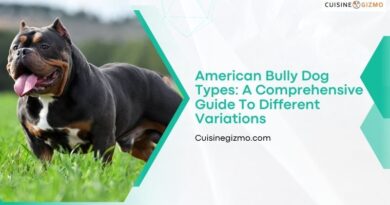 American Bully Dog Types: A Comprehensive Guide to Different Variations