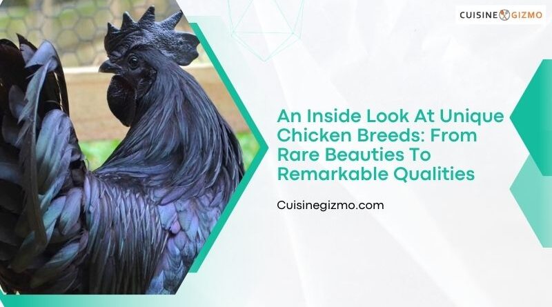 An Inside Look at Unique Chicken Breeds: From Rare Beauties to Remarkable Qualities