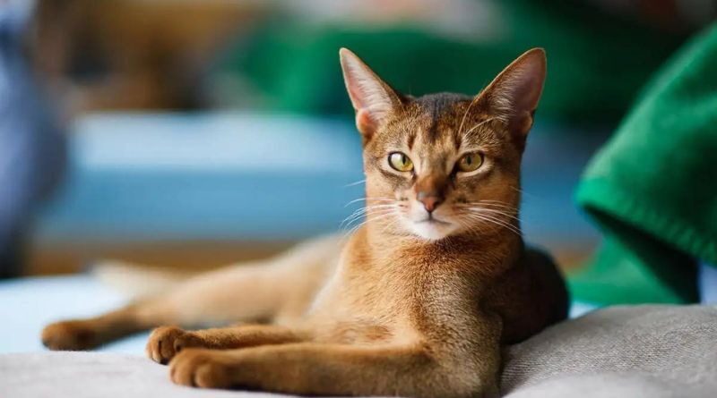 Most Beautiful Big Ear Cat Breeds