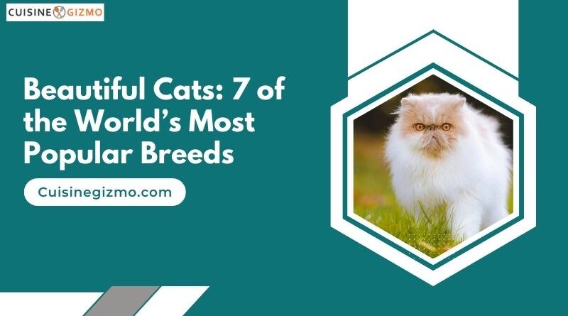 Beautiful Cats: 7 of the World’s Most Popular Breeds