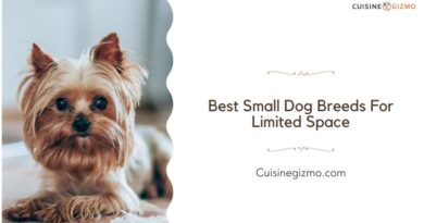Best Small Dog Breeds for Limited Space