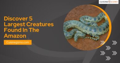Discover 5 Largest Creatures Found in the Amazon