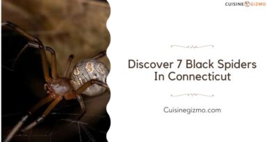 Discover 7 Black Spiders in Connecticut