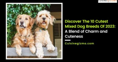 Discover The 10 Cutest Mixed Dog Breeds Of 2023: A Blend of Charm and Cuteness