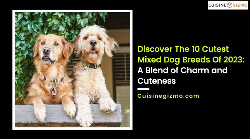 Discover The 10 Cutest Mixed Dog Breeds Of 2023: A Blend of Charm and Cuteness