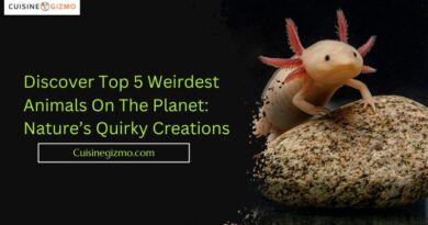 Discover Top 5 Weirdest Animals On The Planet: Nature’s Quirky Creations