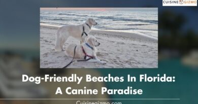 Dog-Friendly Beaches in Florida: A Canine Paradise