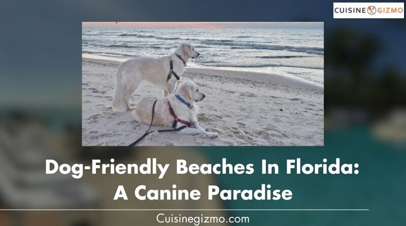 Dog-Friendly Beaches in Florida: A Canine Paradise