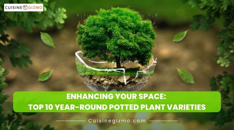 Enhancing Your Space: Top 10 Year-Round Potted Plant Varieties
