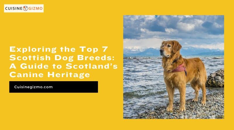 Exploring the Top 7 Scottish Dog Breeds: A Guide to Scotland’s Canine Heritage