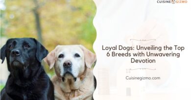 Loyal Dogs: Unveiling the Top 6 Breeds with Unwavering Devotion