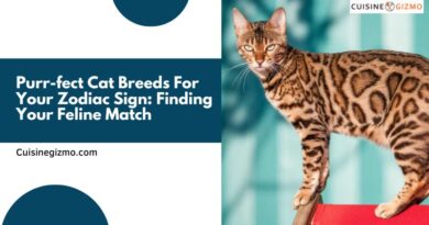 Purr-fect Cat Breeds for Your Zodiac Sign: Finding Your Feline Match