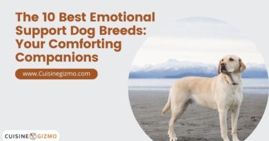 The 10 Best Emotional Support Dog Breeds: Your Comforting Companions