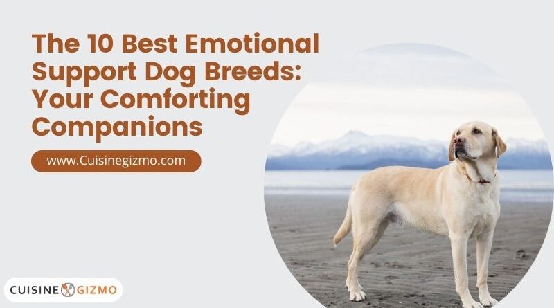 The 10 Best Emotional Support Dog Breeds: Your Comforting Companions