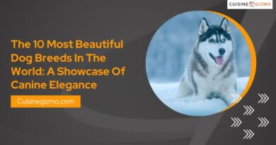 The 10 Most Beautiful Dog Breeds in the World: A Showcase of Canine Elegance